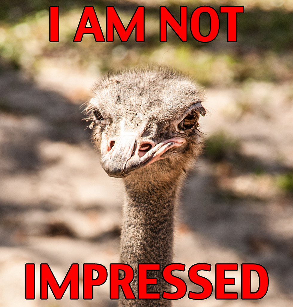 ostrich saying it's not impressed