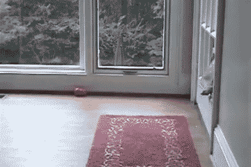 Determined dog gif
