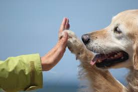 dog high five