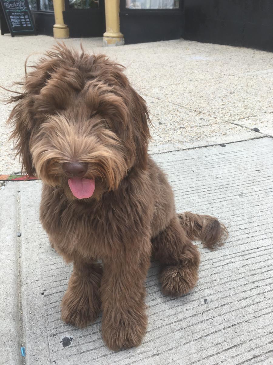 puppy with tongue out