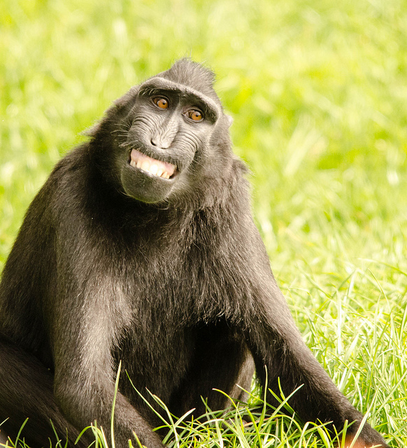 gorilla with creepy smile