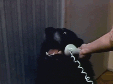 Gif of dog answering a phone saying, 
