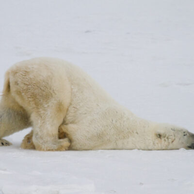 Polar bear dragging its body