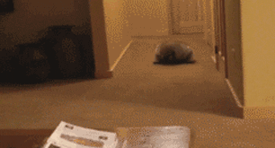 Gif of raccoon doing summersaults in someone's house.