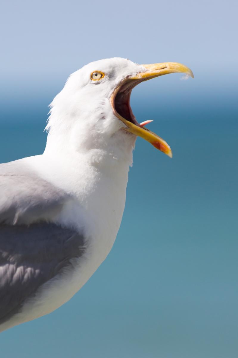 seagull shouting