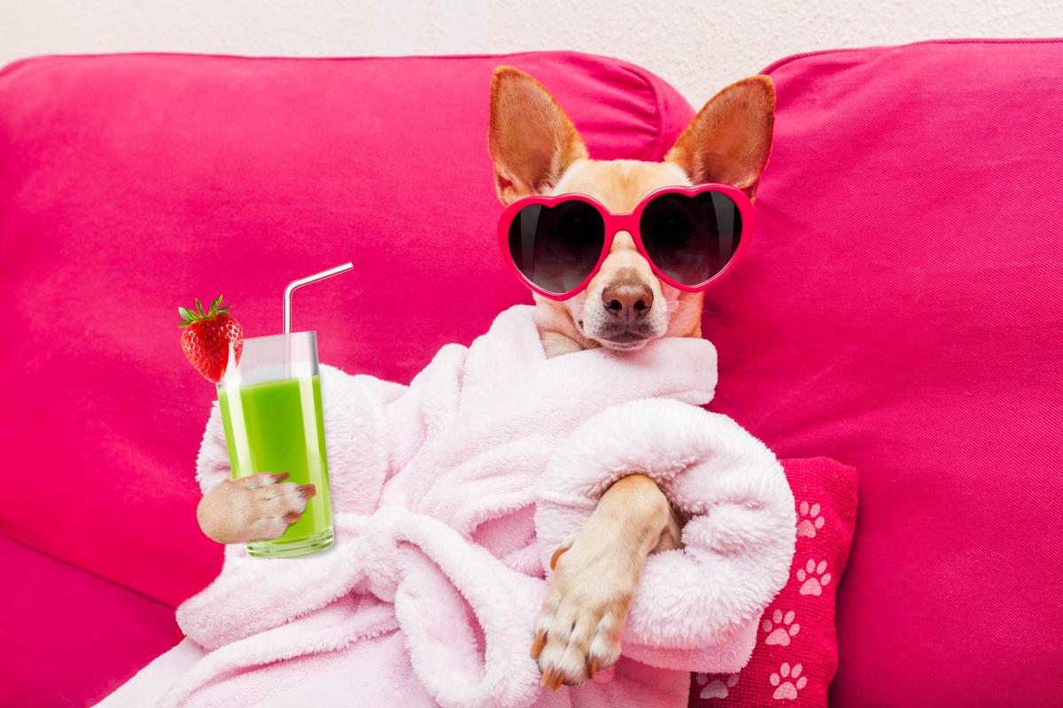 dog in sunglasses and robe